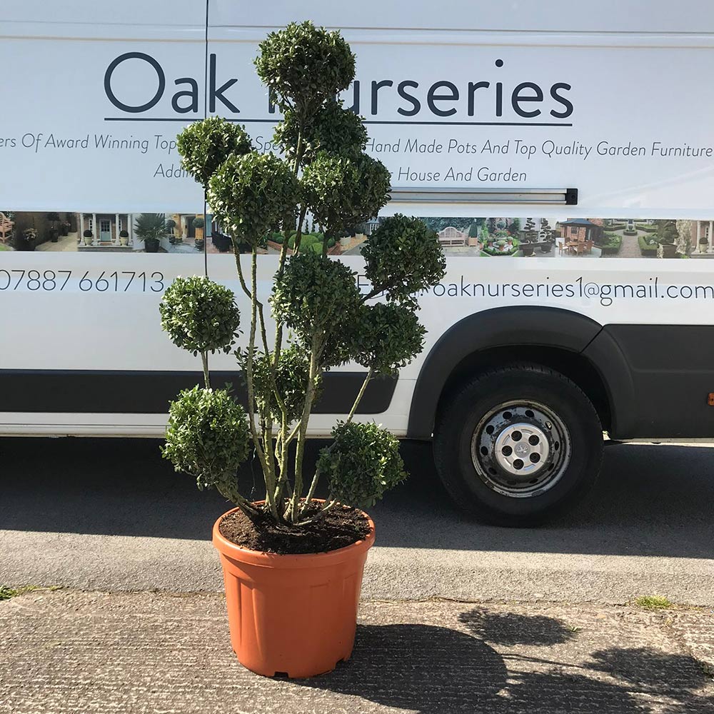 A Bonsai topiary tree  in Birmingham