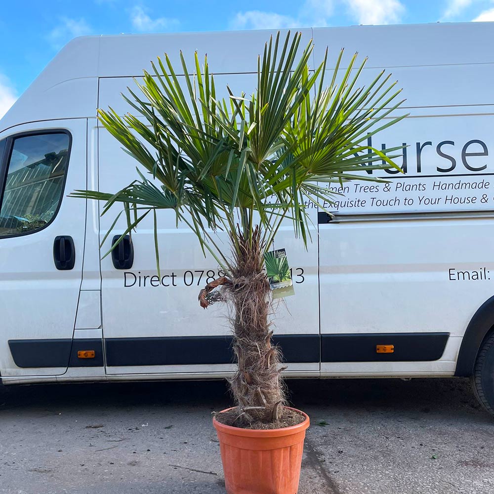 palm tree deliveries