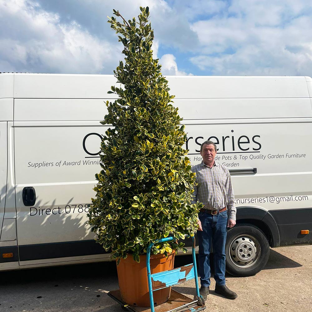Variegated laurel example in Birmingham