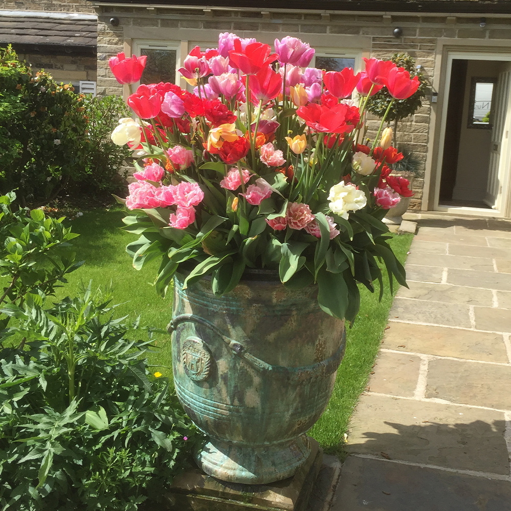 A luxury plant pot filled with flowering tulips in a front garden in Birmingham